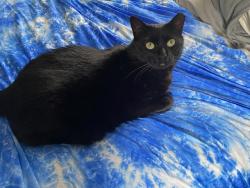 Reunited Female Cat last seen 13th Street & W Tremont St, Allentown, PA 18102