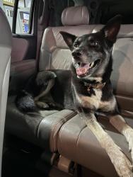 Reunited Female Dog last seen Cowell Rd., Concord, CA 94518
