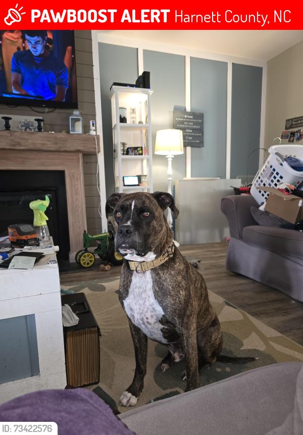 Lost Male Dog last seen Kenlan Farms neighborhood, Harnett County, NC 28356