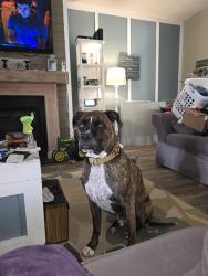 Lost Male Dog last seen Kenlan Farms neighborhood, Harnett County, NC 28356