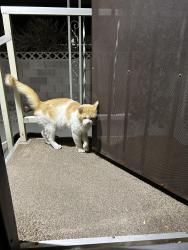 Found/Stray Male Cat last seen Cabana/Twain, Sunrise Manor, NV 89122