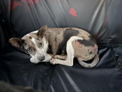 Found/Stray Male Dog last seen Lubbock Cooper High School, Lubbock, TX 79423