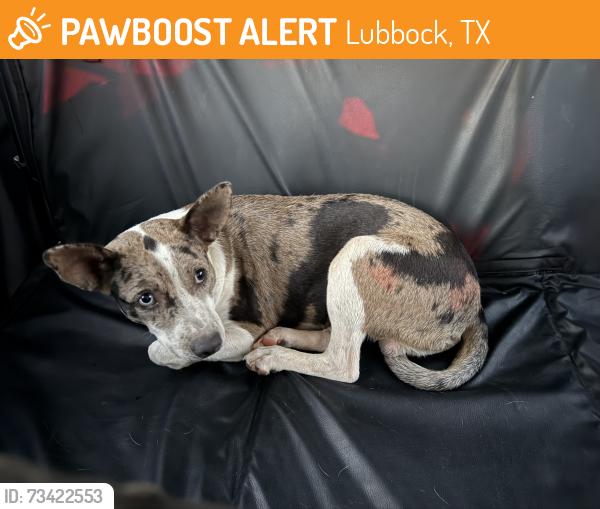 Found/Stray Male Dog last seen Lubbock Cooper High School, Lubbock, TX 79423
