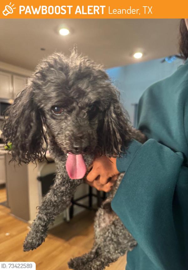 Found/Stray Male Dog last seen Near Abruzzi St, Leander, Leander, TX 78641
