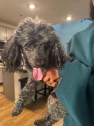Found/Stray Male Dog last seen Near Abruzzi St, Leander, Leander, TX 78641