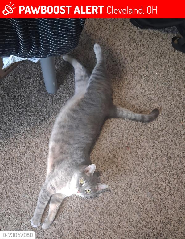 Lost Female Cat last seen Last seen on Whitman Ave., Cleveland, OH 44113
