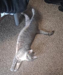 Lost Female Cat last seen Last seen on Whitman Ave., Cleveland, OH 44113