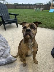 Reunited Male Dog last seen Hartman labe, Belleville, IL 62221