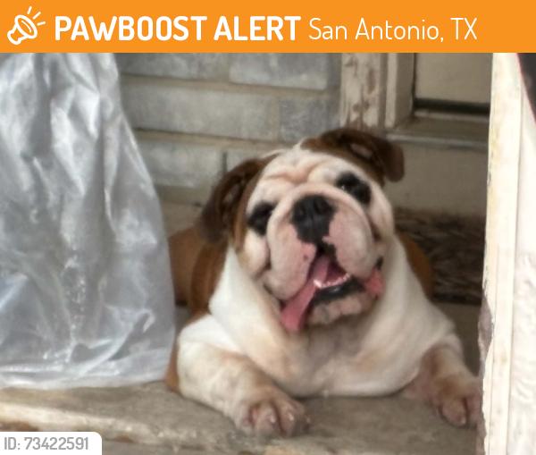 Found/Stray Male Dog last seen Gallop falls San Antonio tx, San Antonio, TX 78254