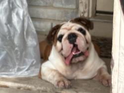 Found/Stray Male Dog last seen Gallop falls San Antonio tx, San Antonio, TX 78254