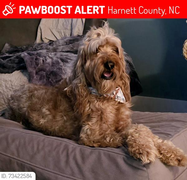 Lost Male Dog last seen Kenlan Farms Subdivision, Harnett County, NC 28356
