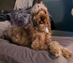 Lost Male Dog last seen Kenlan Farms Subdivision, Harnett County, NC 28356