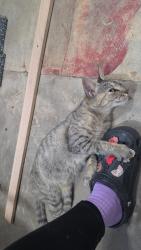 Found/Stray Female Cat last seen Dollar general, Randolph County, NC 27233