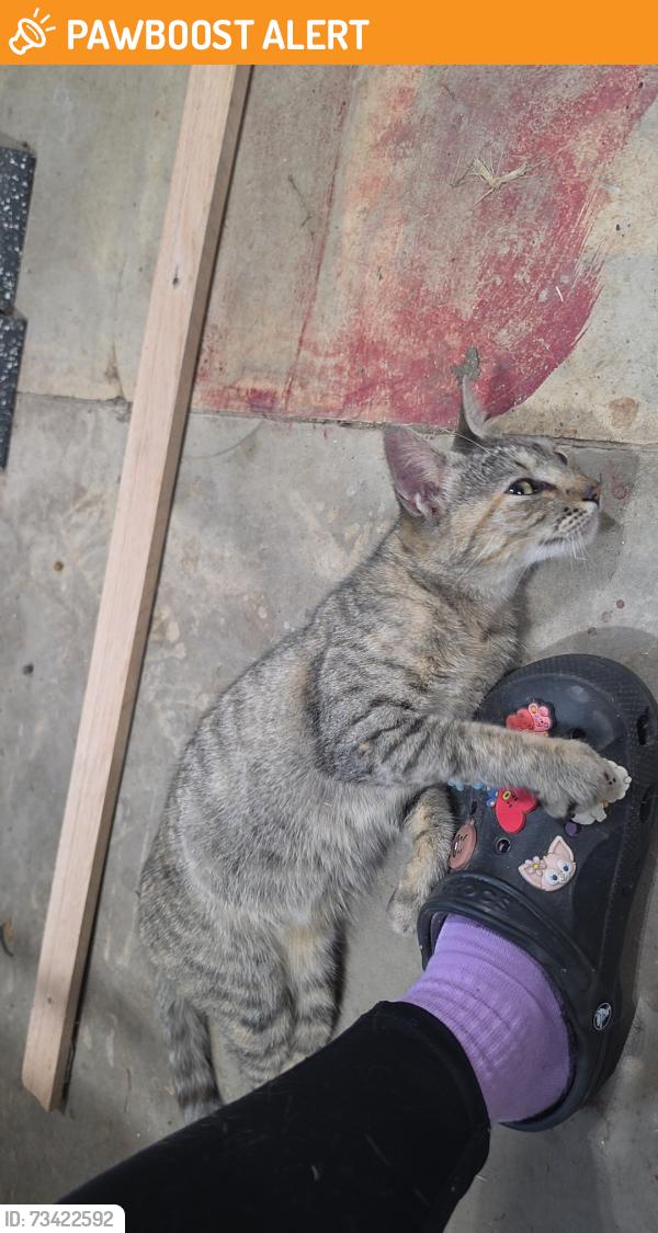Found/Stray Female Cat last seen Dollar general, Randolph County, NC 27233