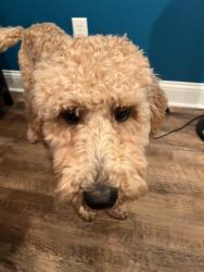 Reunited Female Dog last seen Joab St, Lewis Center, OH 43035
