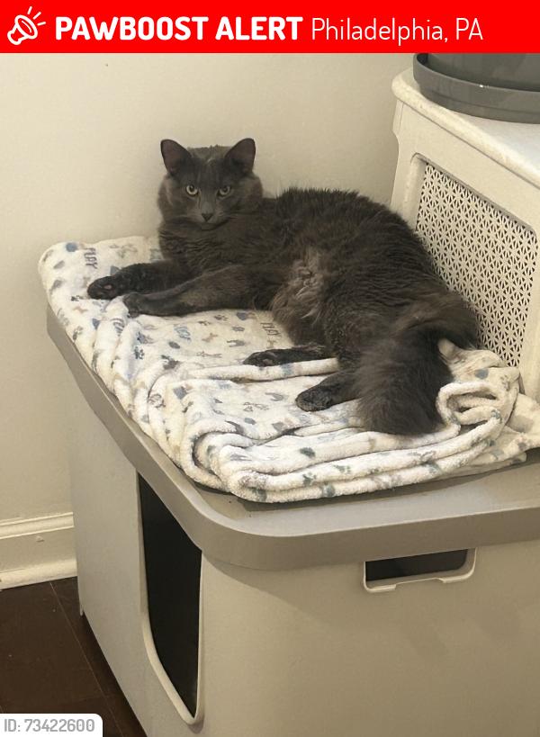 Lost Male Cat last seen 8th St and Oregon Avenue, Philadelphia, PA 19148