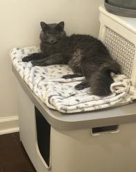 Lost Male Cat last seen 8th St and Oregon Avenue, Philadelphia, PA 19148