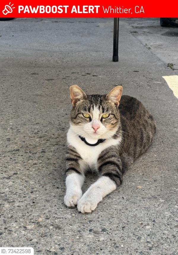 Lost Female Cat last seen Supermarket and rainier, Whittier, CA 90605