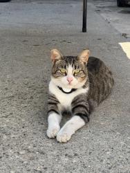 Lost Female Cat last seen Supermarket and rainier, Whittier, CA 90605