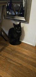 Reunited Male Cat last seen Between 3rd Ave & 2nd Ave., Chula Vista, CA 91910