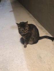 Lost Male Cat last seen Burton Mesa Blvd/Diplomat apmts, Lompoc, CA 93436