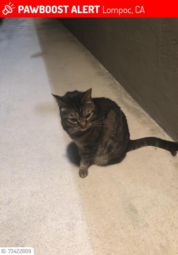 Lost Male Cat last seen Burton Mesa Blvd/Diplomat apmts, Lompoc, CA 93436