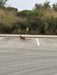 Found/Stray Male Dog last seen Wesmont apmts, Indianapolis, IN 46202