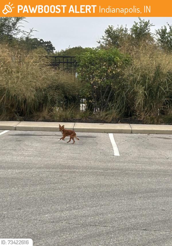 Found/Stray Male Dog last seen Wesmont apmts, Indianapolis, IN 46202