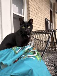 Reunited Male Cat last seen Between Hancock Ave. and Bowers st., Jersey City, NJ 07307