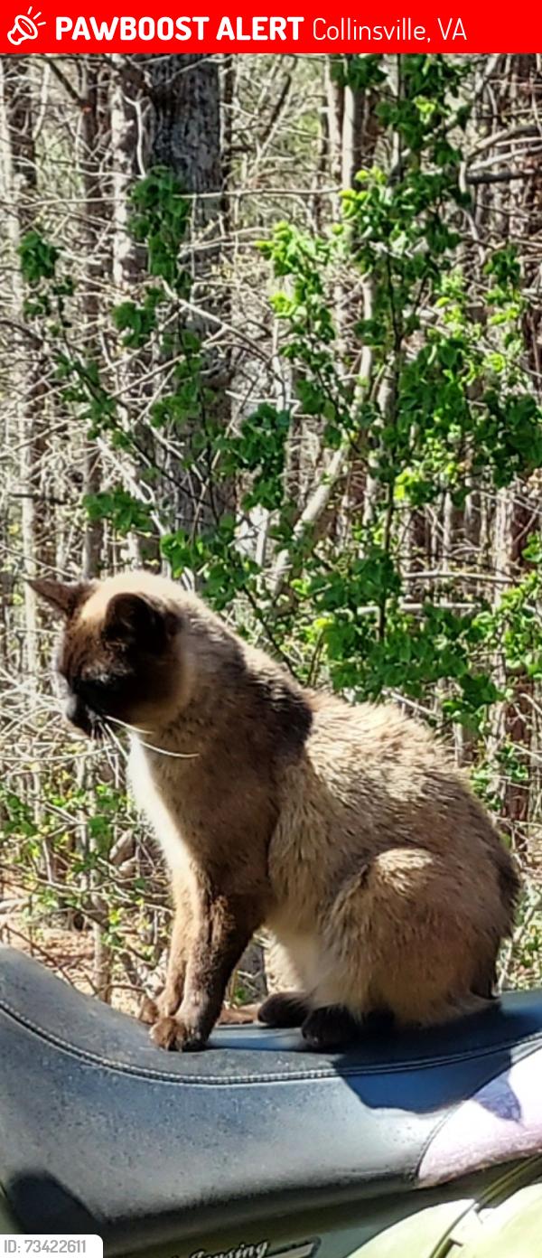 Lost Female Cat last seen Kings Mountain Rd, Daniel's Creek Rd, Berkley, Collinsville, VA 24078