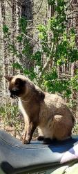 Lost Female Cat last seen Kings Mountain Rd, Daniel's Creek Rd, Berkley, Collinsville, VA 24078