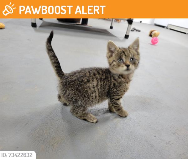 Found/Stray Unknown Cat last seen Lancaster Pike New Providence PA, New Providence, PA 17560