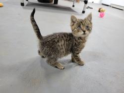 Found/Stray Unknown Cat last seen Lancaster Pike New Providence PA, New Providence, PA 17560