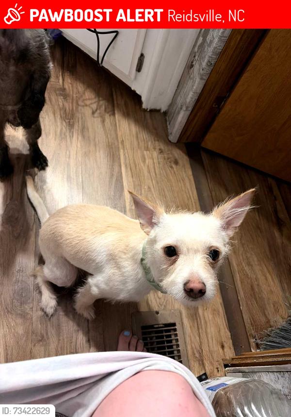 Lost Male Dog last seen Mitzphah church rd, Reidsville, NC 27320