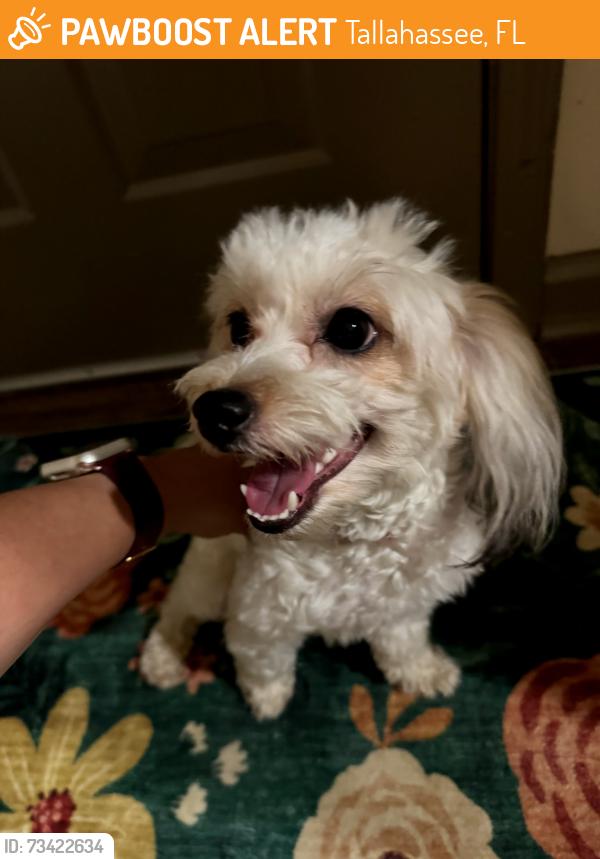 Found/Stray Female Dog last seen Lakeside at Southwood, Tallahassee, FL 32311