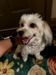 Found/Stray Female Dog last seen Lakeside at Southwood, Tallahassee, FL 32311