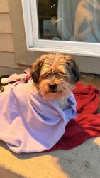 Found/Stray Male Dog last seen towerbridge, Highlands Ranch, CO 80130