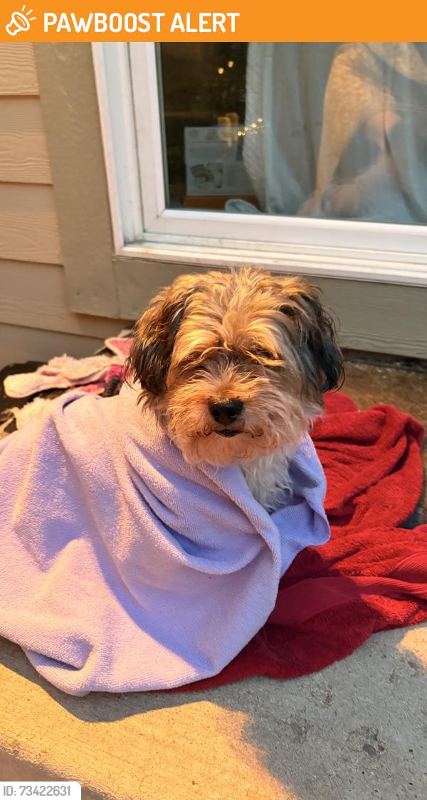 Found/Stray Male Dog last seen towerbridge, Highlands Ranch, CO 80130