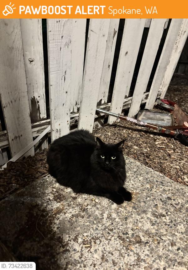Found/Stray Unknown Cat last seen Nevada and Bridgeport, Spokane, WA 99207