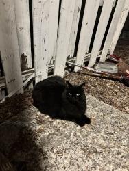 Found/Stray Unknown Cat last seen Nevada and Bridgeport, Spokane, WA 99207