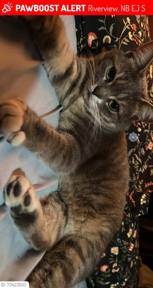Lost Female Cat last seen 665B pine Glen Rd, Riverview, NB E1J 1S1