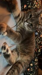 Lost Female Cat last seen 665B pine Glen Rd, Riverview, NB E1J 1S1