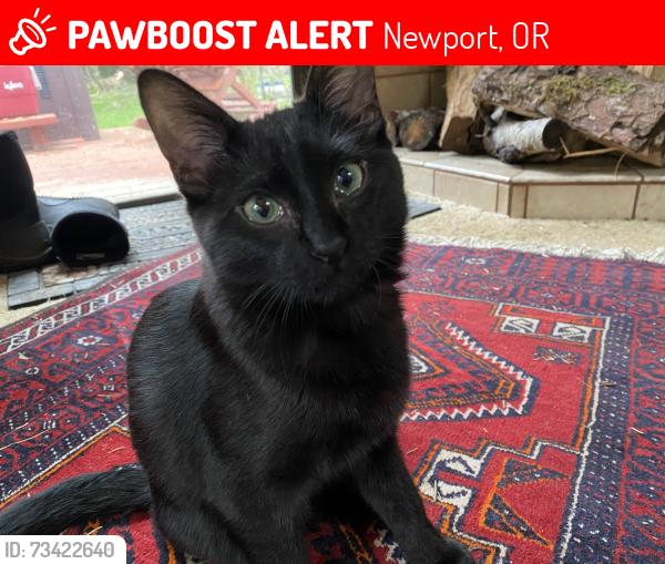 Lost Male Cat last seen Yaquina Hts Drive and Hwy 20, Newport, OR 97365