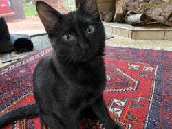 Lost Male Cat last seen Yaquina Hts Drive and Hwy 20, Newport, OR 97365