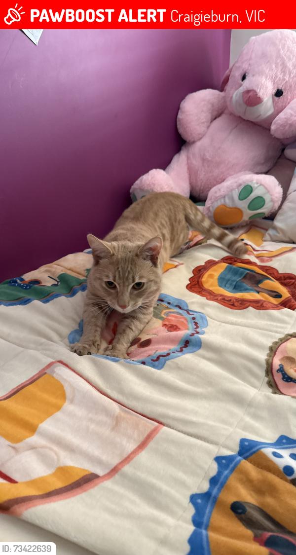 Lost Female Cat last seen Craigieburn, Craigieburn, VIC 3064