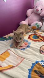 Lost Female Cat last seen Craigieburn, Craigieburn, VIC 3064