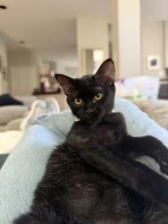 Lost Female Cat last seen Dartmouth Ct., Addison, TX 75001