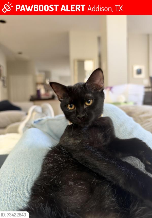 Lost Female Cat last seen Dartmouth Ct., Addison, TX 75001