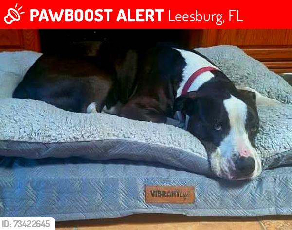 Lost Male Dog last seen 9th st and Lilly, Leesburg, FL 34748