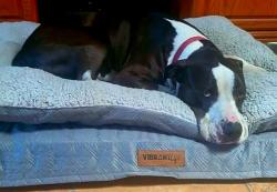 Lost Male Dog last seen 9th st and Lilly, Leesburg, FL 34748